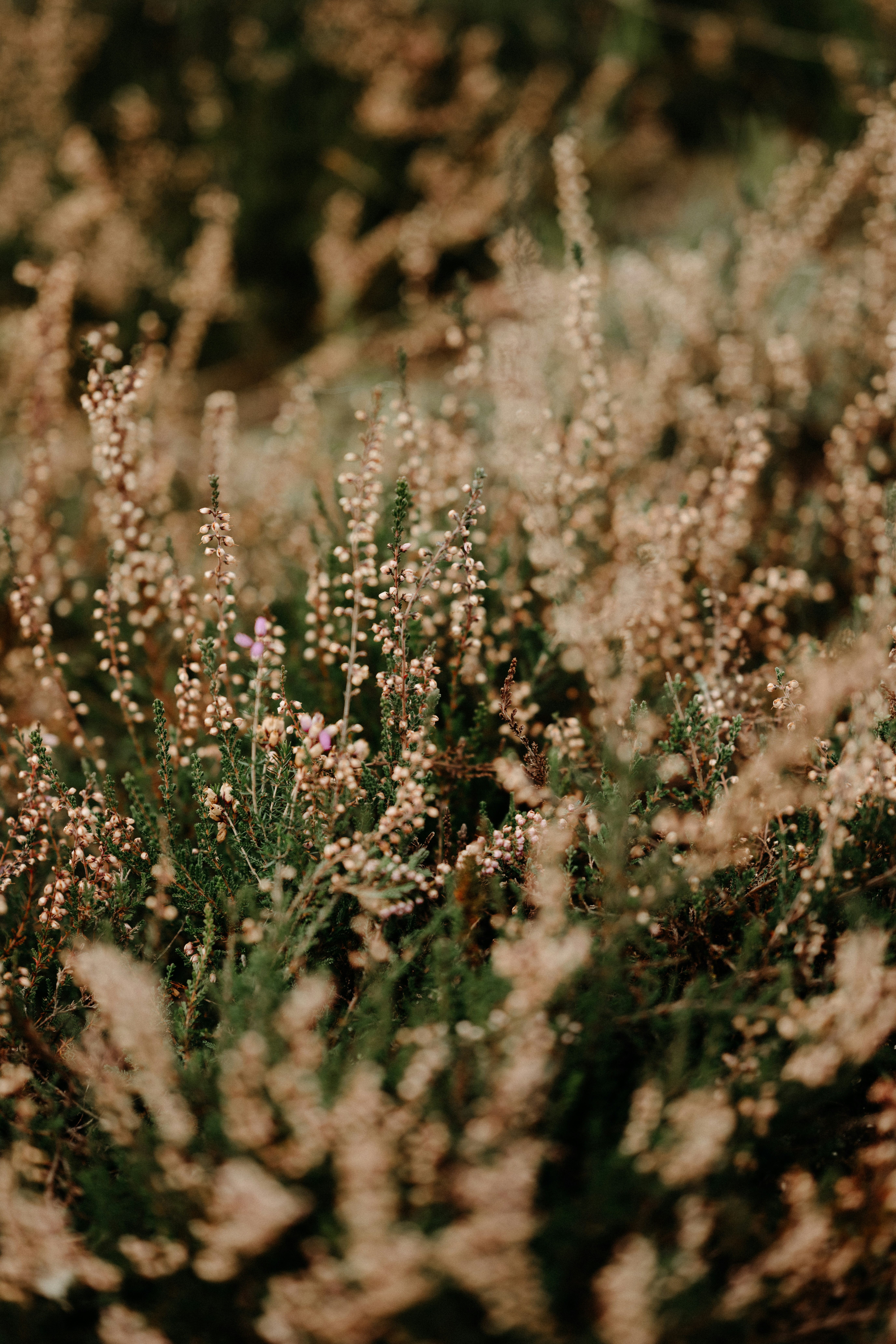 Photo by anniespratt