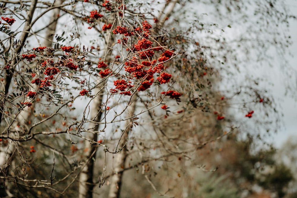 a bunch of red berries hanging from a tree