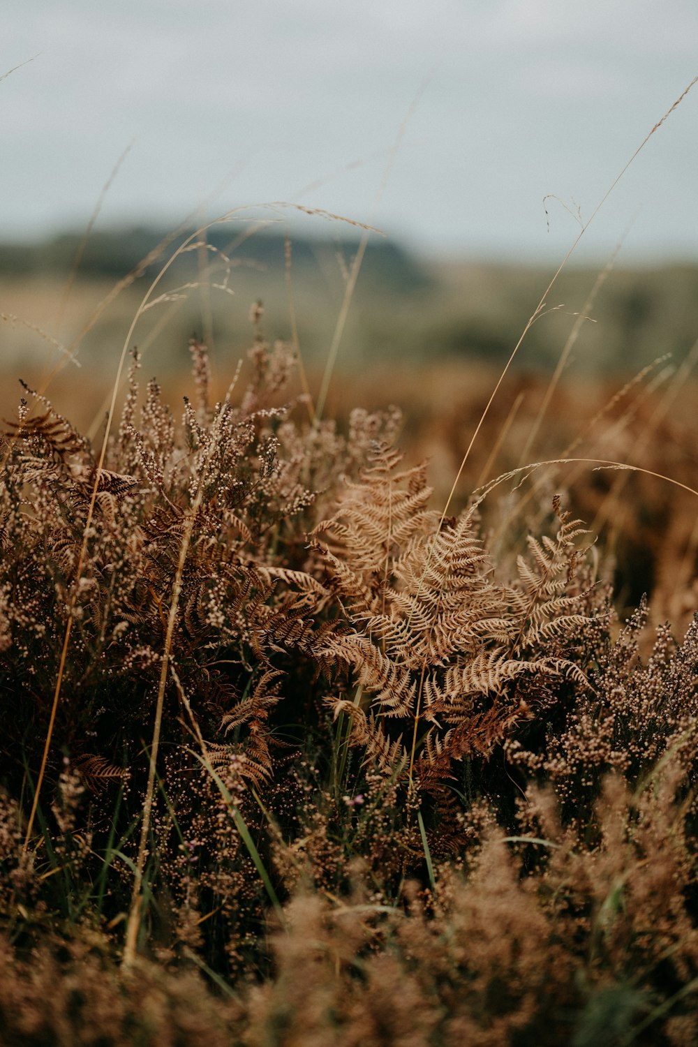 a field of grass with a sky in the background