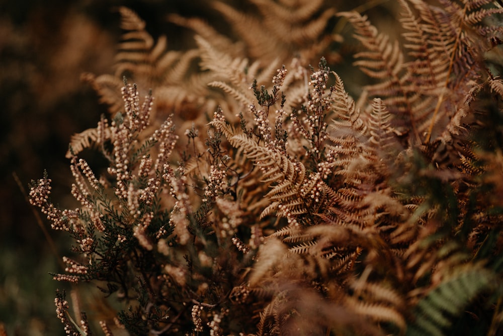 a bunch of plants that are in the grass