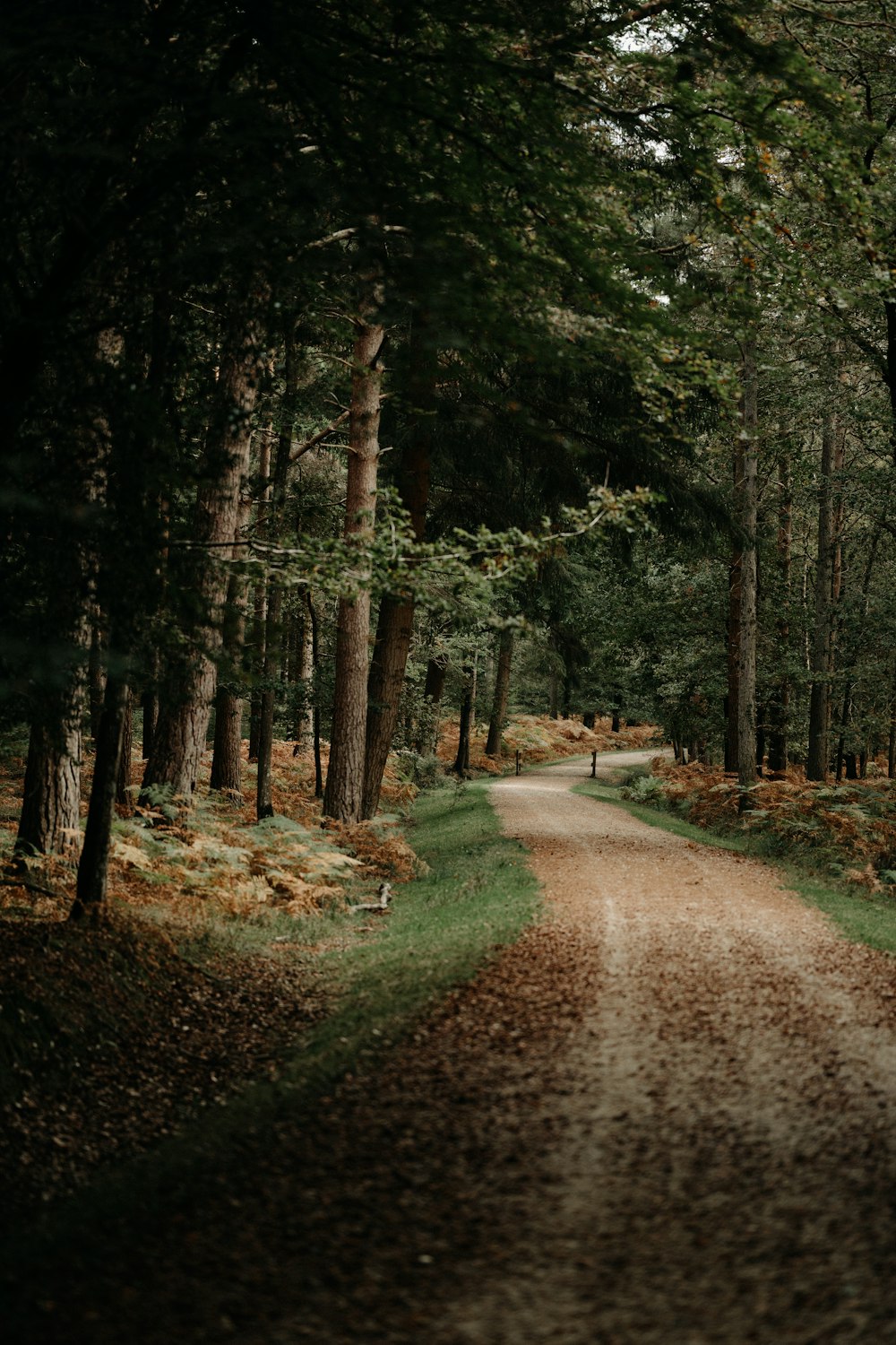 a dirt road in the middle of a forest