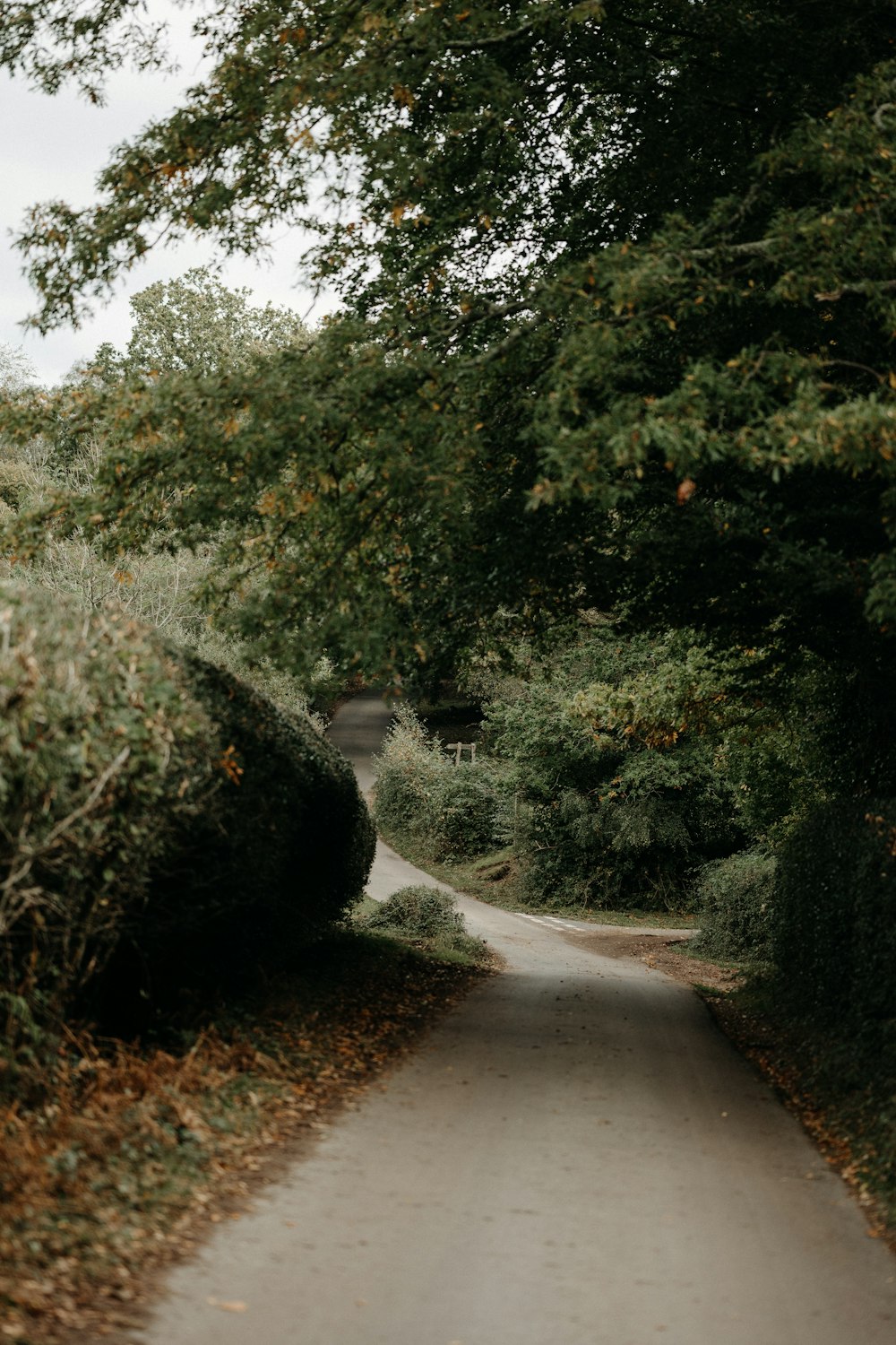 a narrow road surrounded by trees and bushes