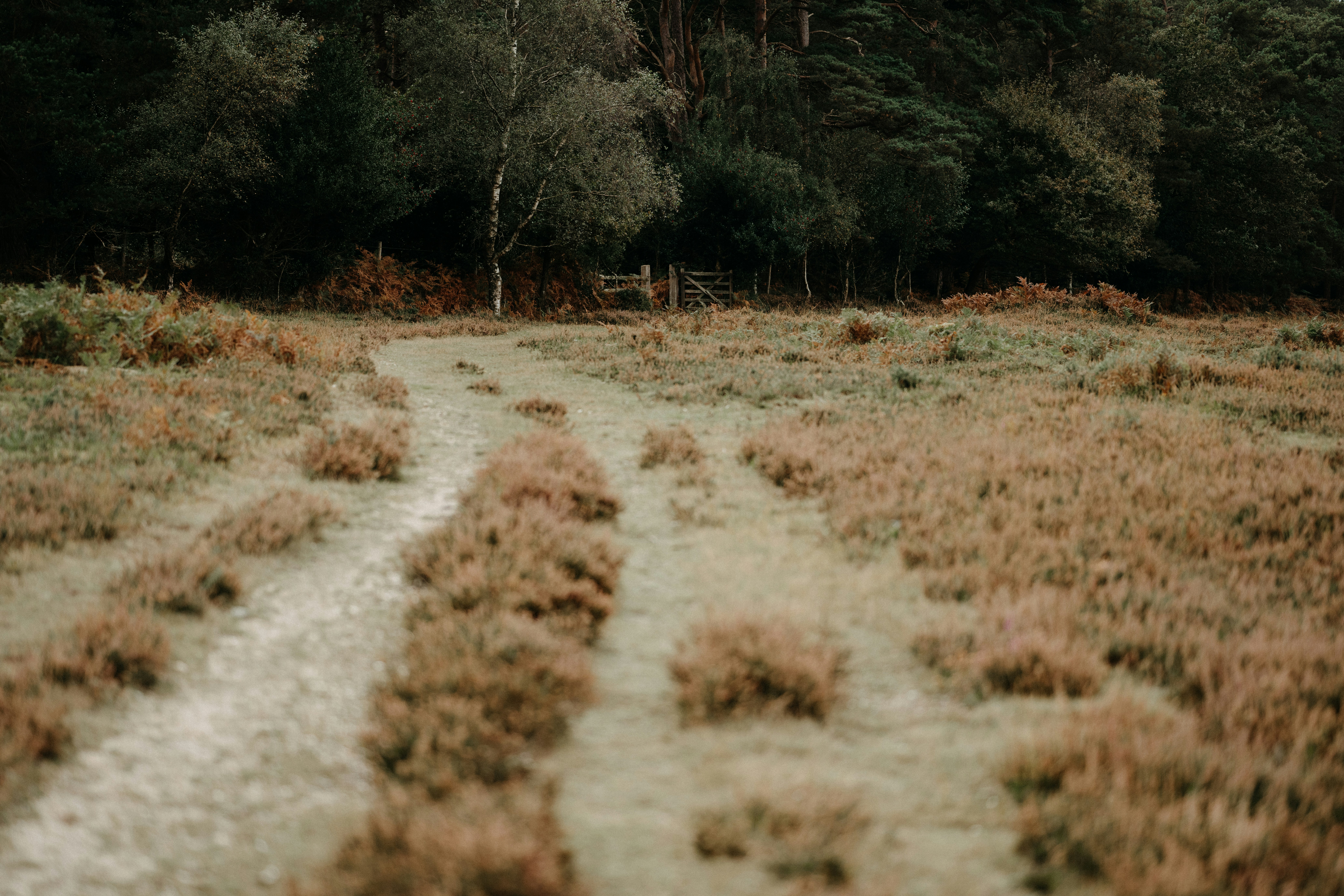 Photo by anniespratt