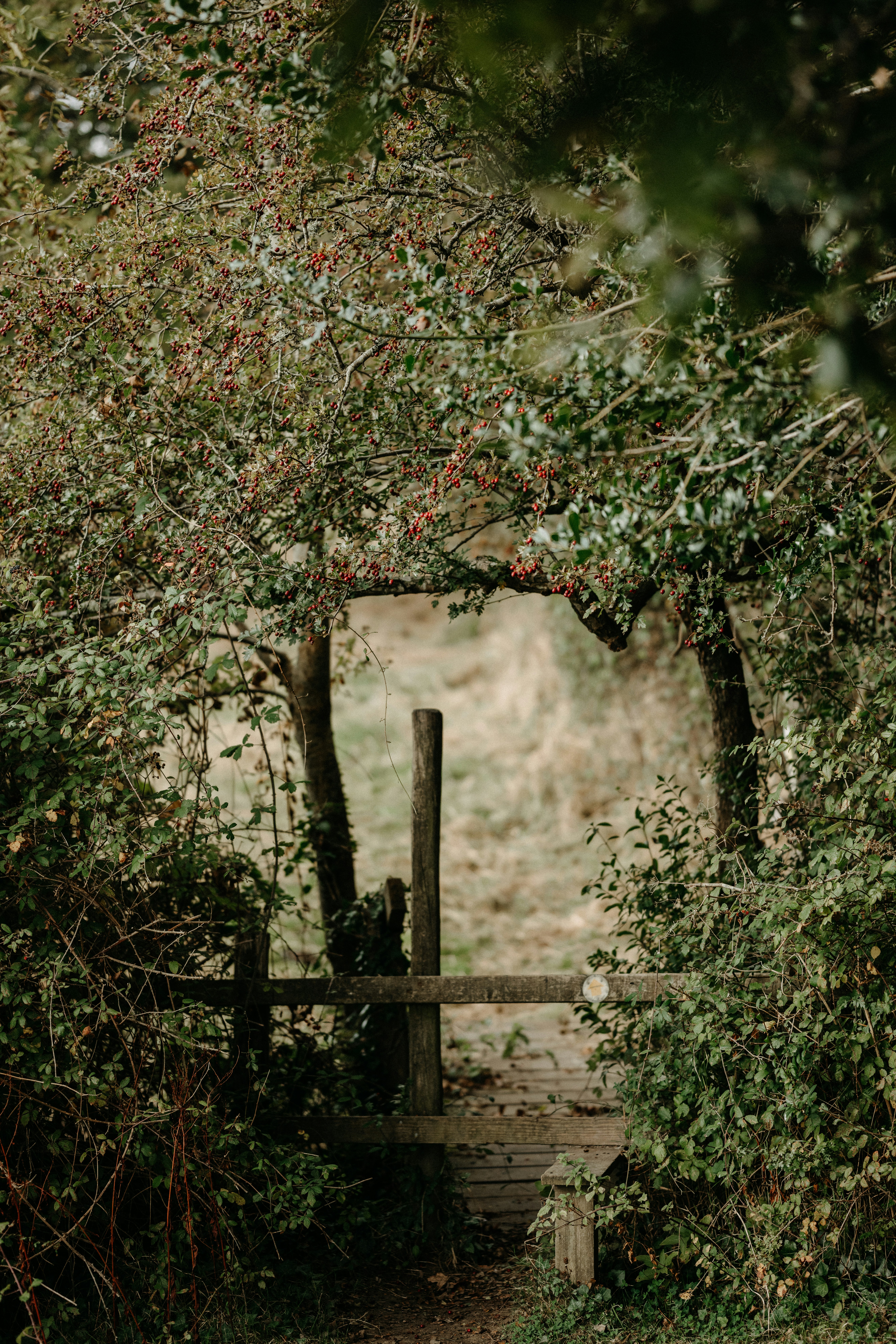 Photo by anniespratt