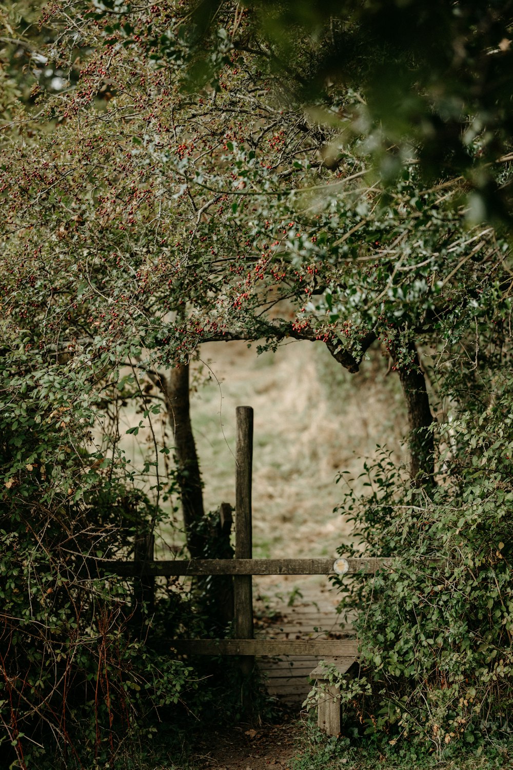 a wooden gate in the middle of a forest