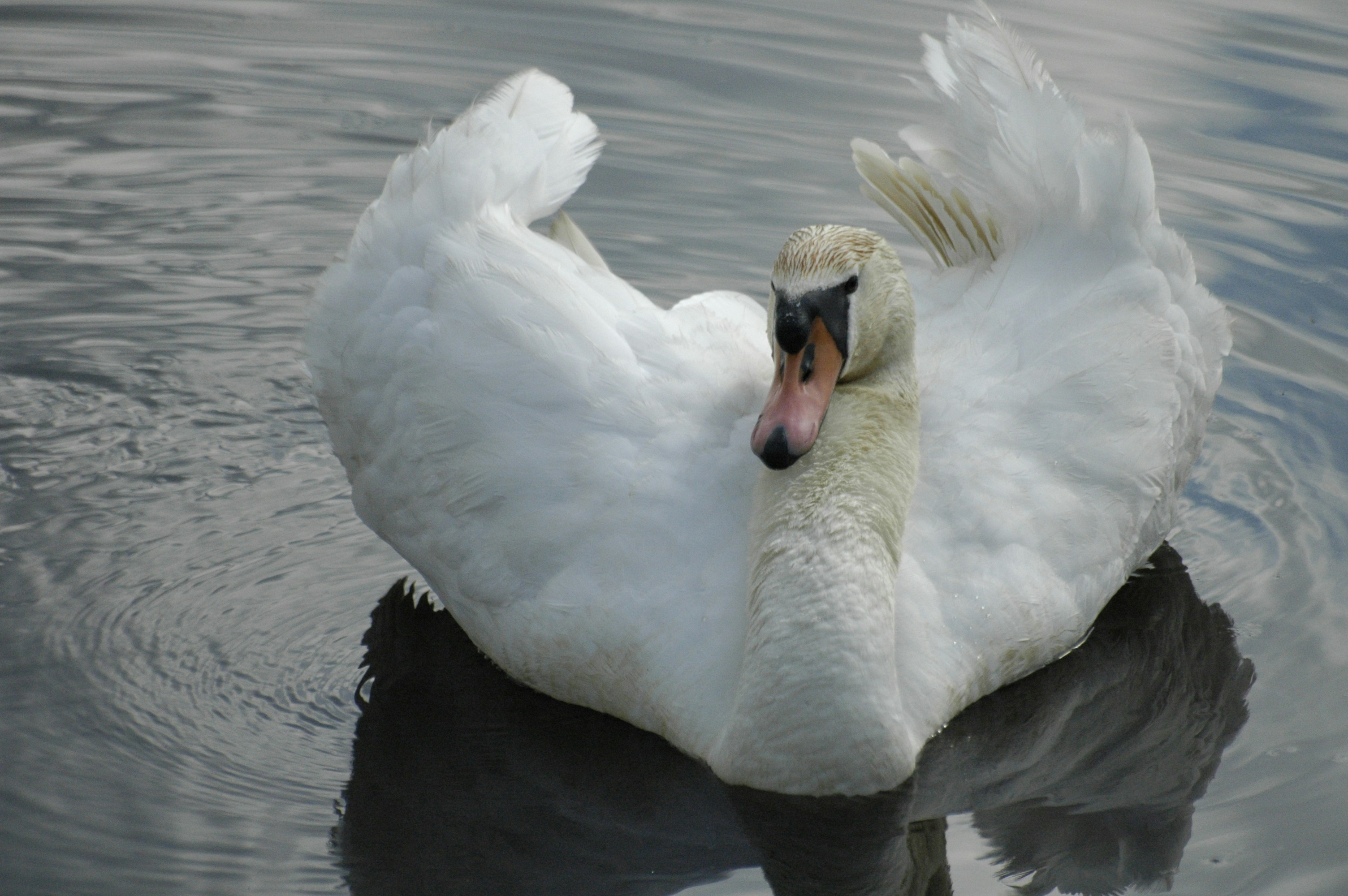 Photo by lamartine55