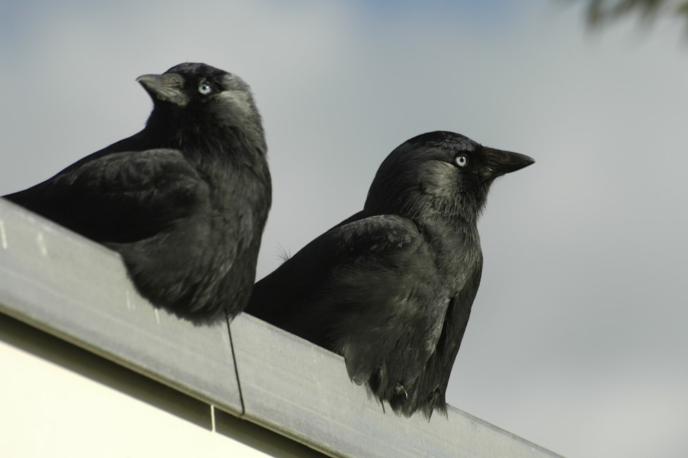 two black birds sitting on top of a roof