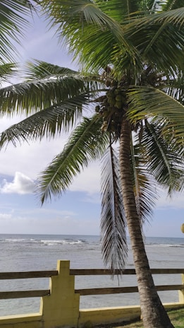 A serene beachside scene with a tall coconut palm tree in the foreground. The tree is laden with coconuts and its lush green fronds fan out against a clear blue sky. The background features a calm ocean with gentle waves lapping against a yellow-painted fence that runs along the shoreline.