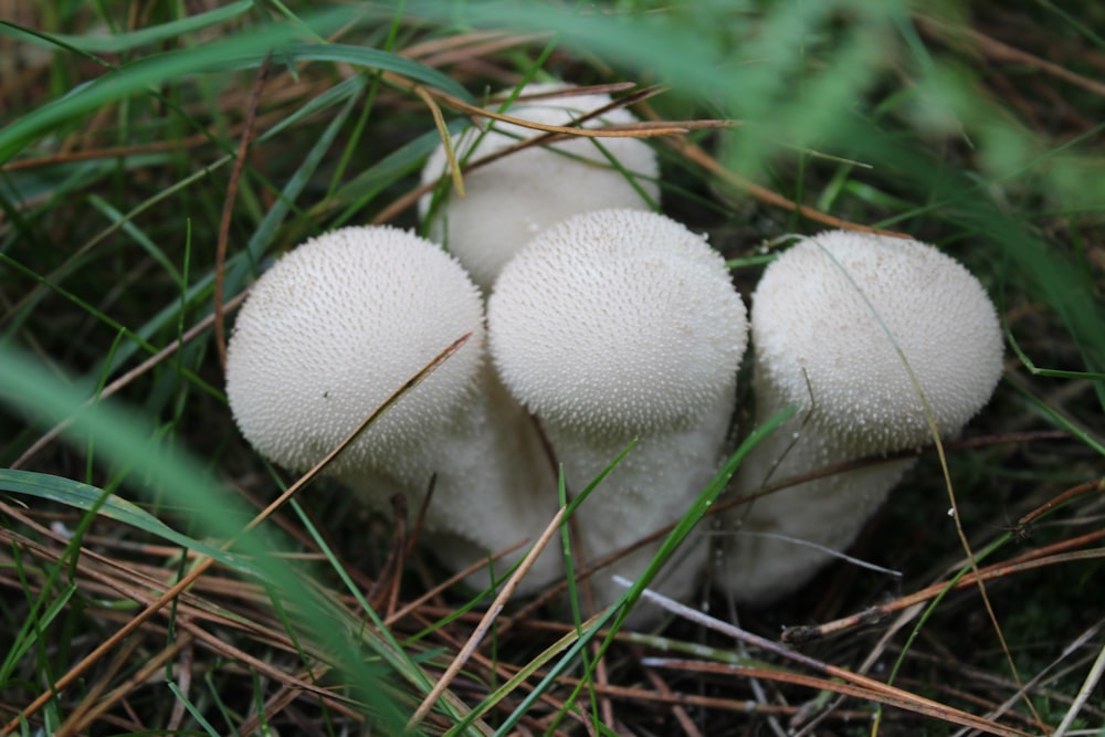 three white mushrooms sitting on the ground in the grass