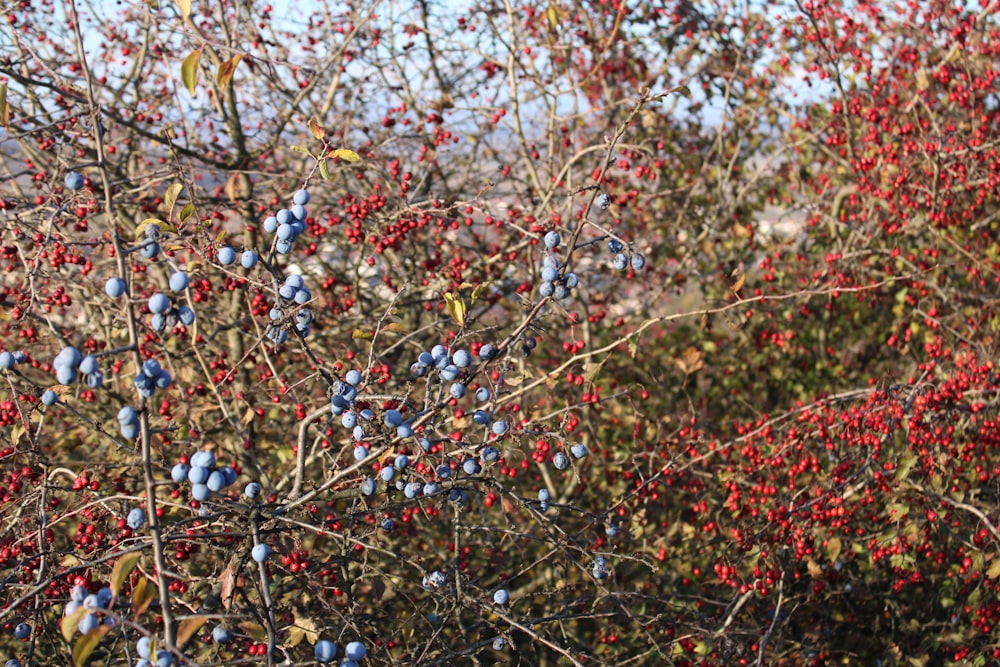 a bush with red berries and green leaves