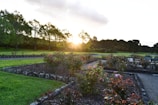 A landscaped garden with flower beds and colorful blooms, bordered by stone edging and winding pathways. The sun is setting in the background, casting a warm glow over the area. Trees with lush foliage line the perimeter, adding to the serene and natural atmosphere.