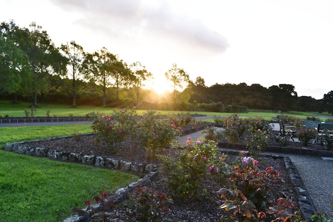 A landscaped garden with flower beds and colorful blooms, bordered by stone edging and winding pathways. The sun is setting in the background, casting a warm glow over the area. Trees with lush foliage line the perimeter, adding to the serene and natural atmosphere.