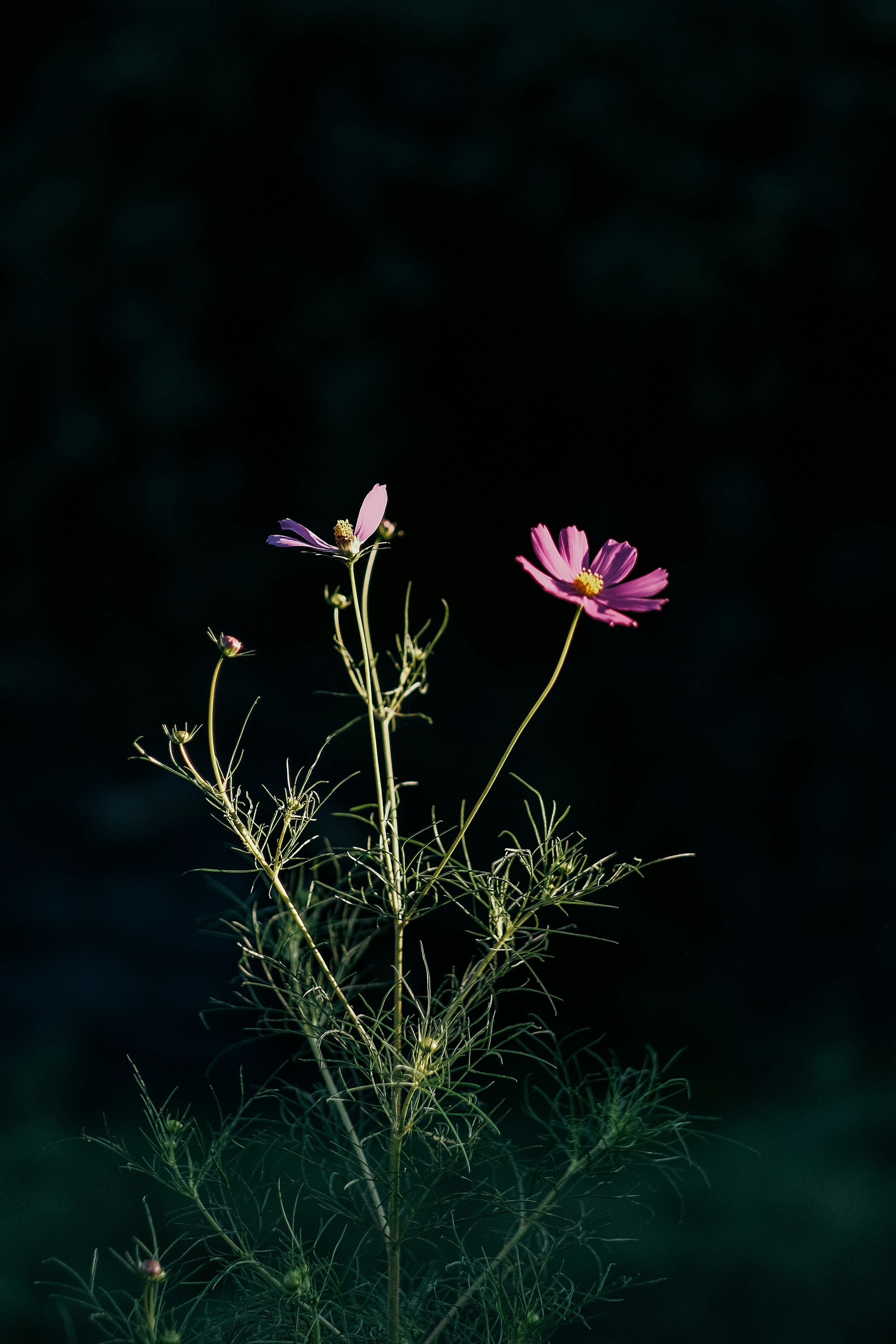 Photo by insungpandora