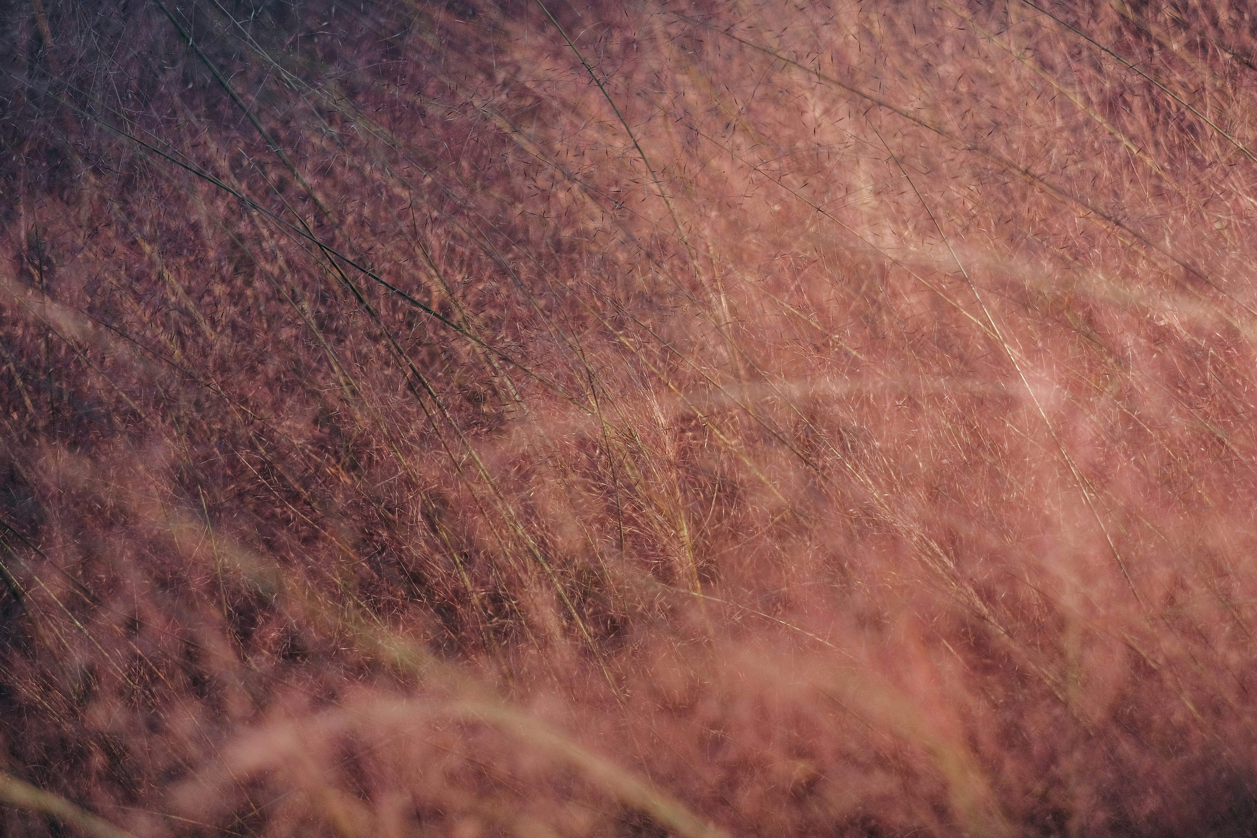 Photo by insungpandora