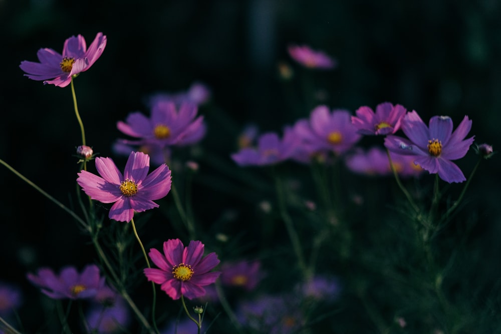 Un mazzo di fiori viola in un campo