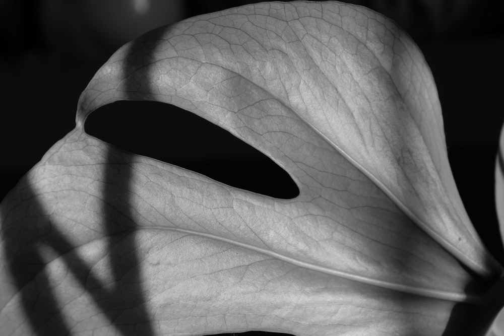 um close up de uma grande flor branca