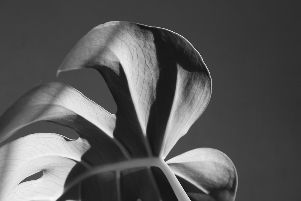 a black and white photo of a flower