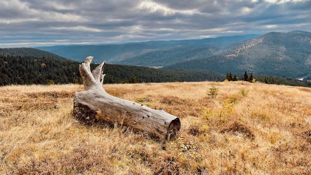 a fallen tree in a field with mountains in the background