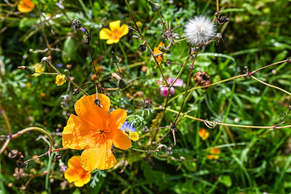 a bunch of flowers that are in the grass