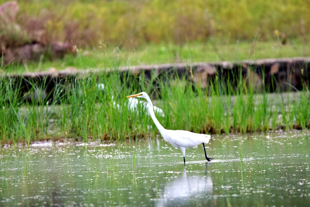 a white bird with a long neck standing in a body of water