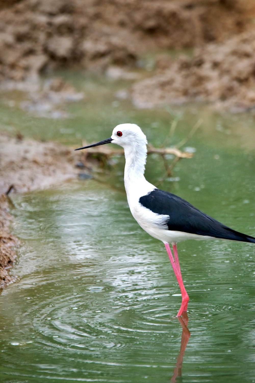 a black and white bird is standing in the water