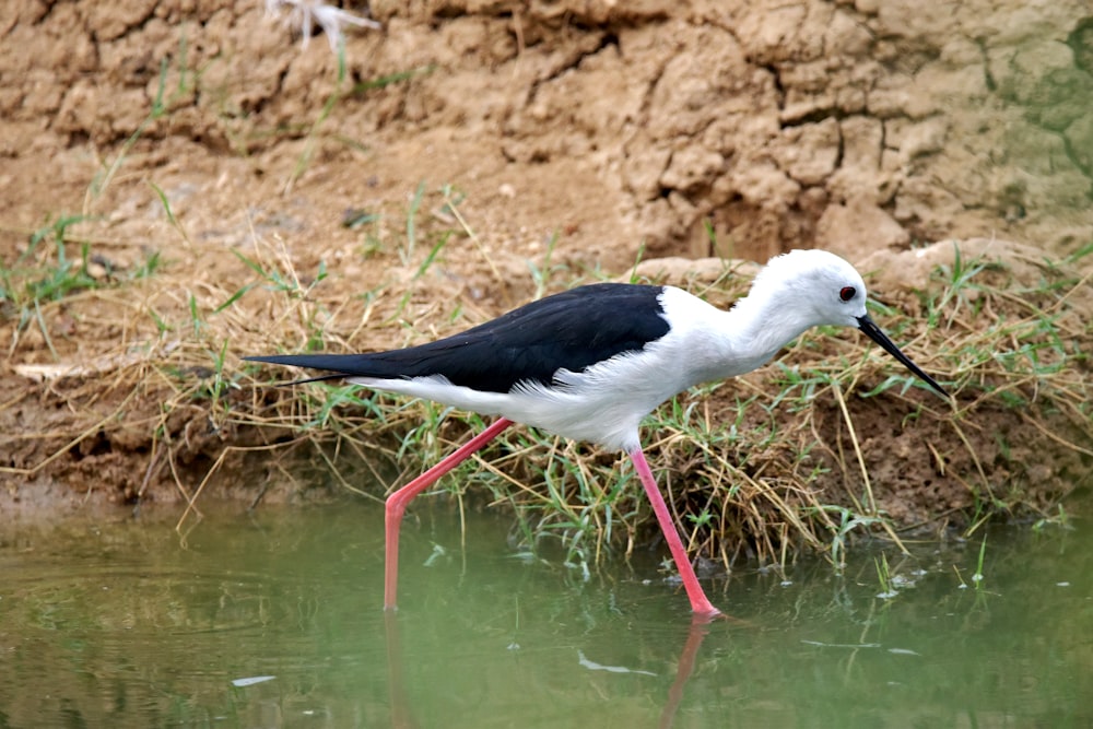 a black and white bird is standing in the water