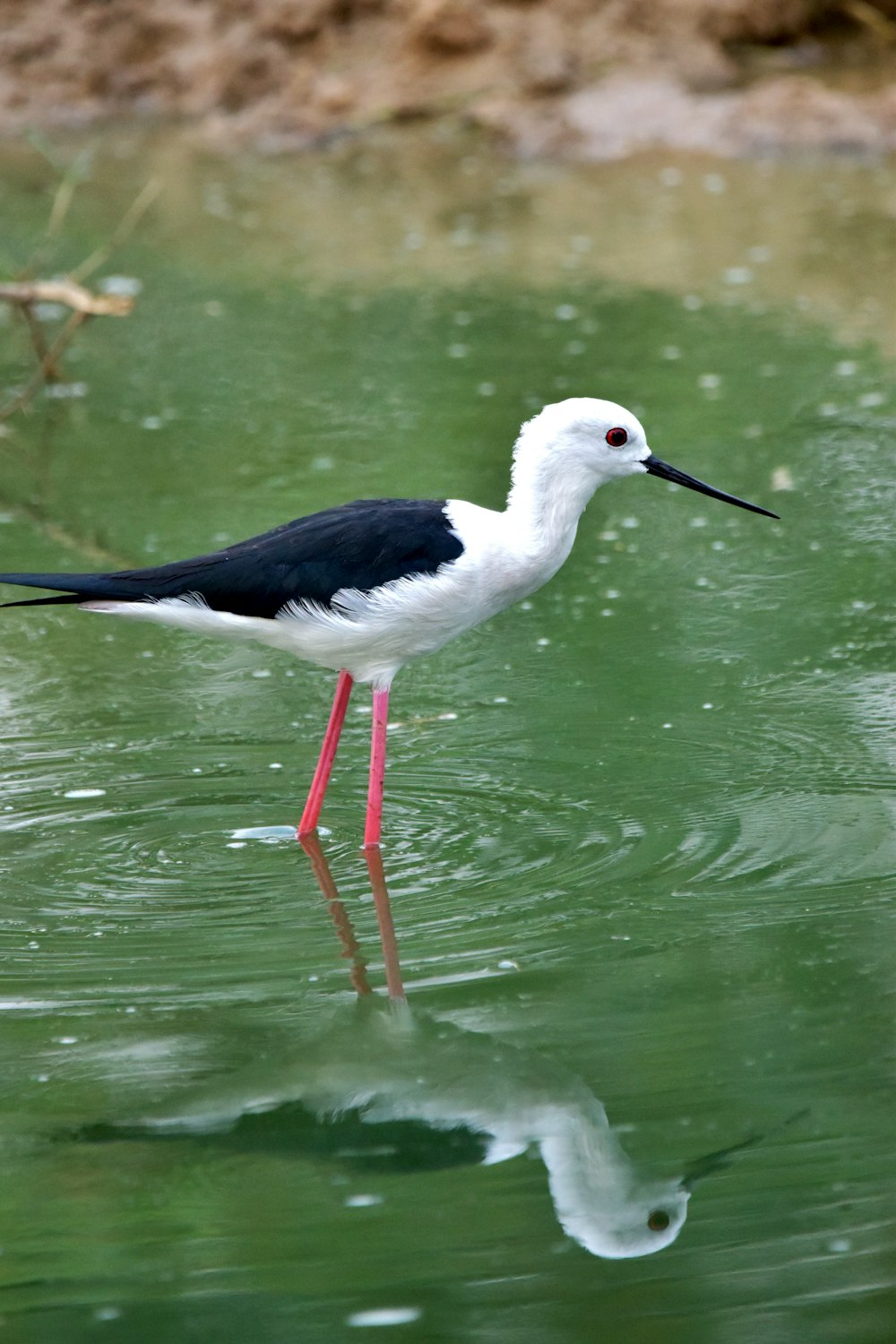 a black and white bird standing in the water