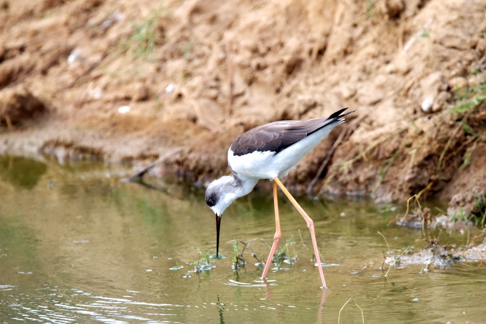 a bird standing in a body of water