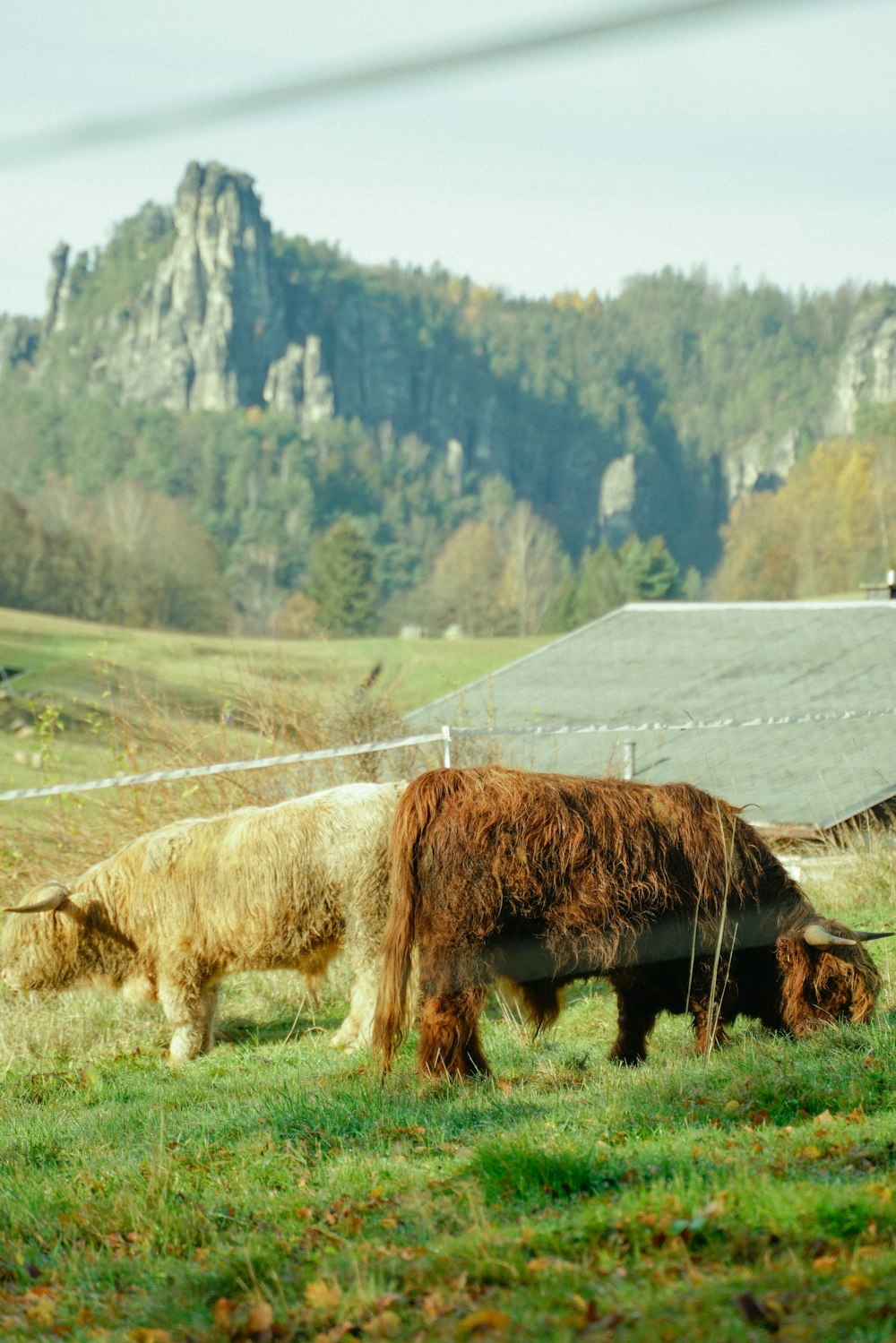 a couple of animals that are standing in the grass