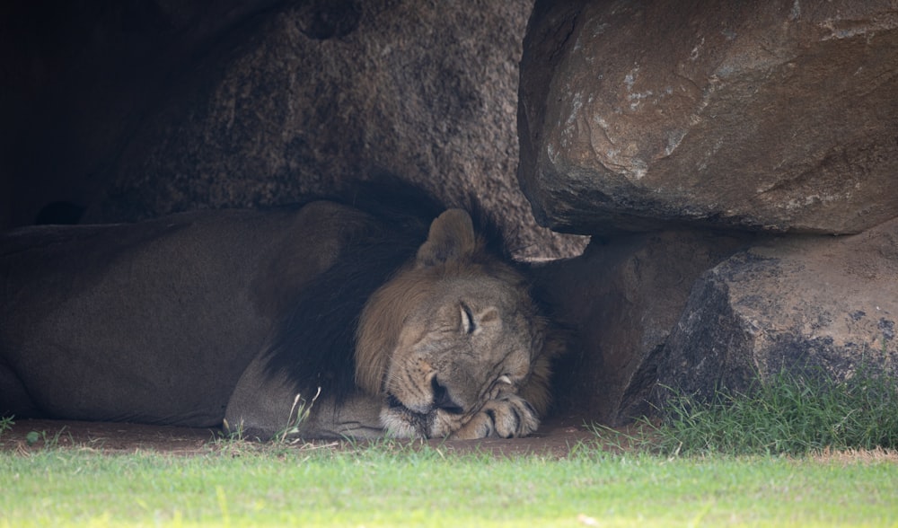 草むらに横たわるライオン