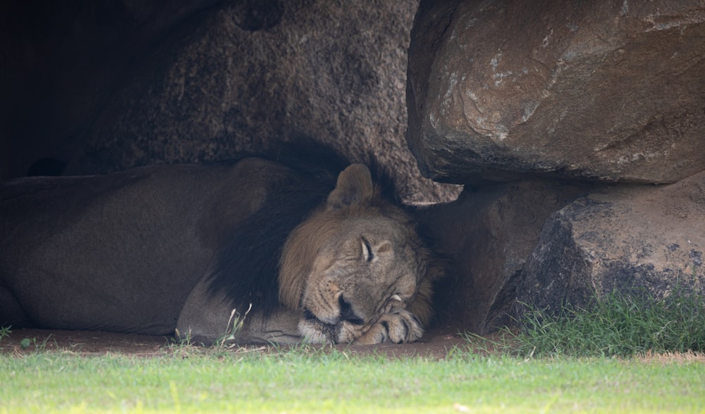 a lion lying in the grass