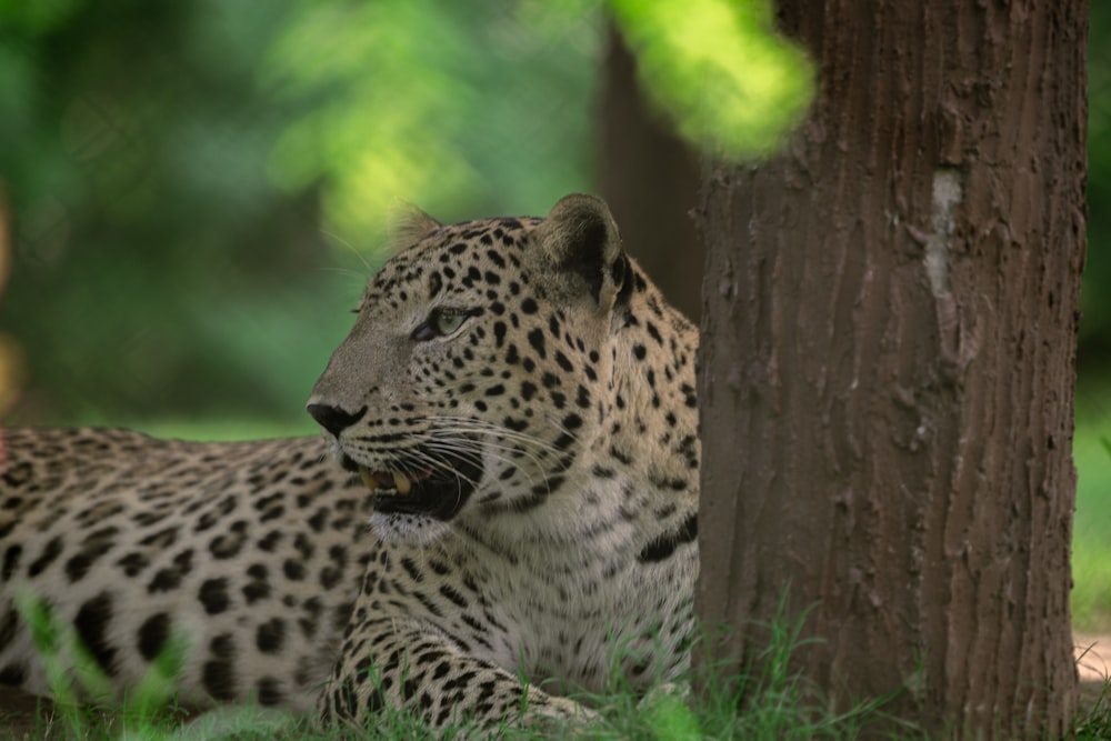 a cat sitting on top of a leopard