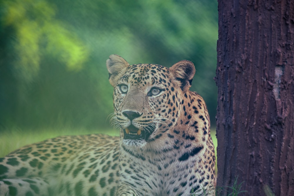 a leopard is sitting next to a tree