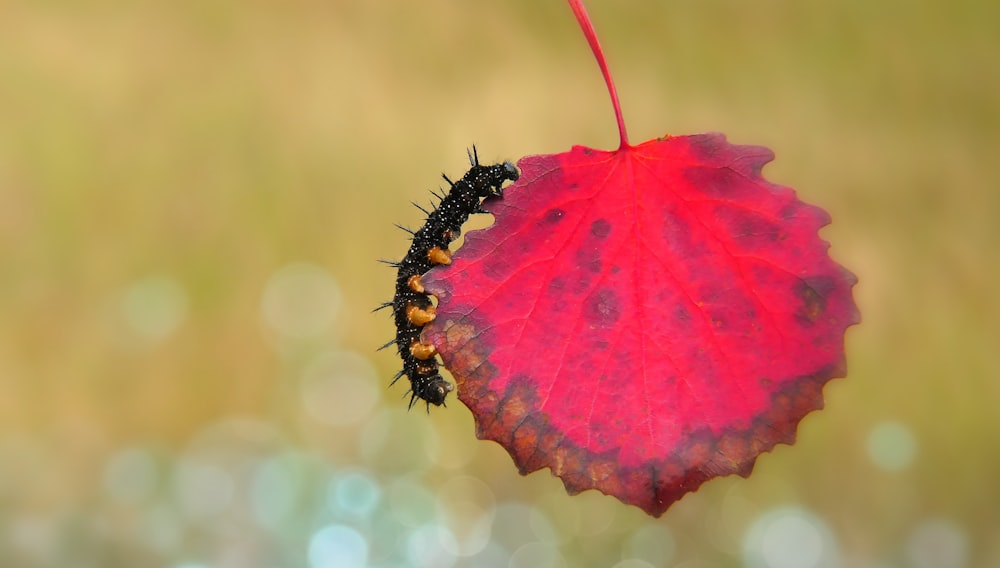 a close up of a leaf with a caterpillar on it