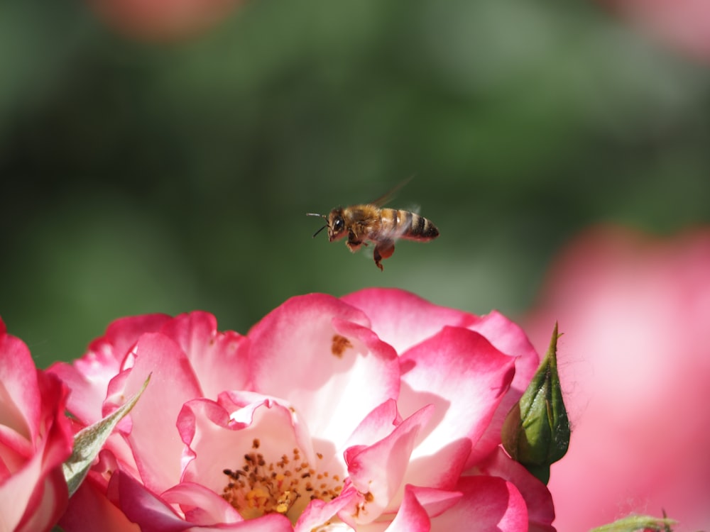 a bee flying over a pink flower with a green background