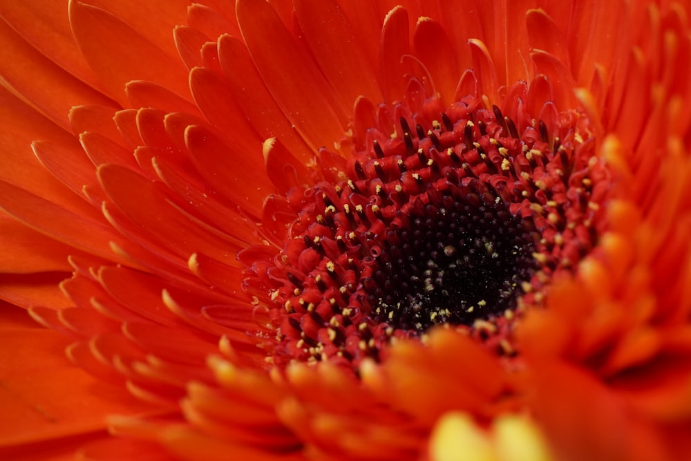 a close up of a bright orange flower