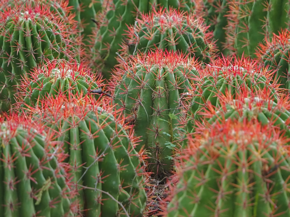 Un gran grupo de plantas de cactus verdes y rojos