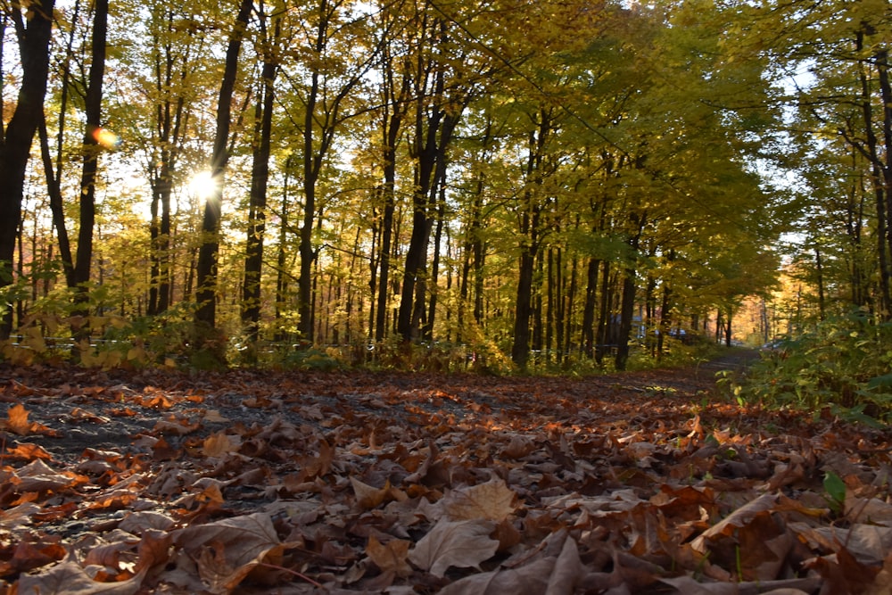 a forest filled with lots of leaf covered ground