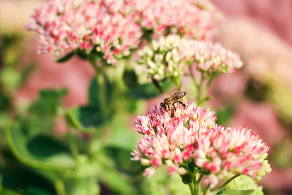 a bee sitting on top of a pink flower