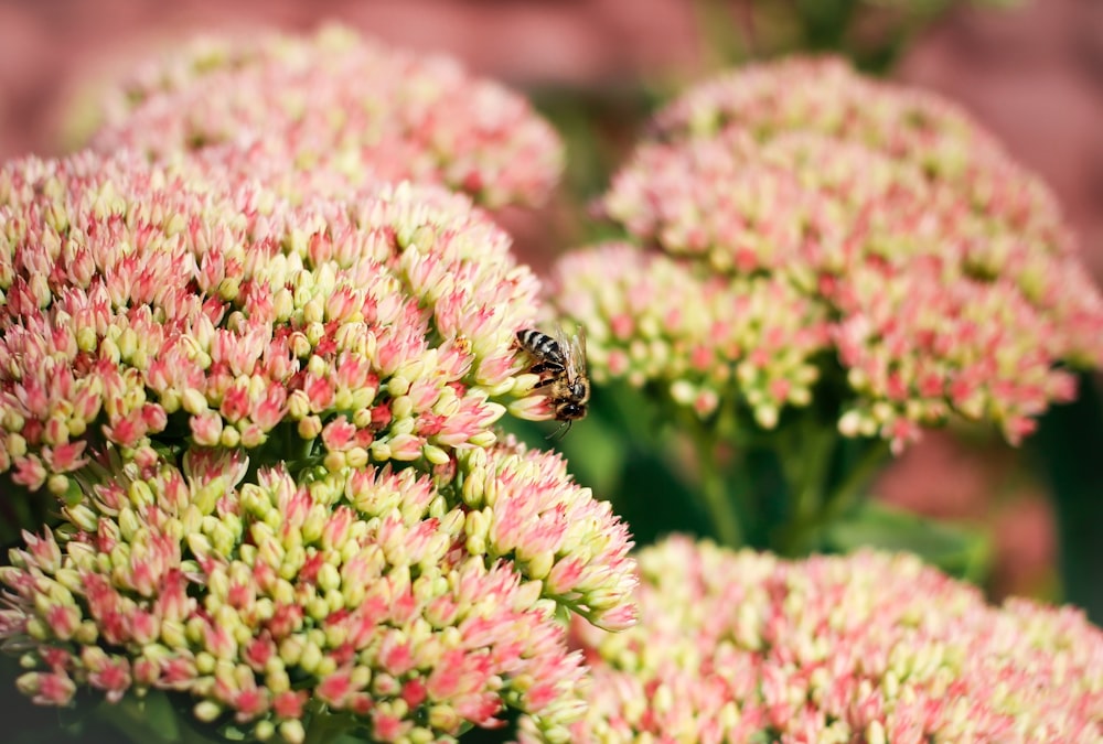 a close up of a flower with a bee on it