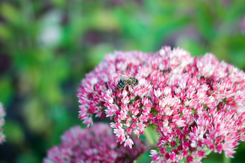 a close up of a flower with a bee on it