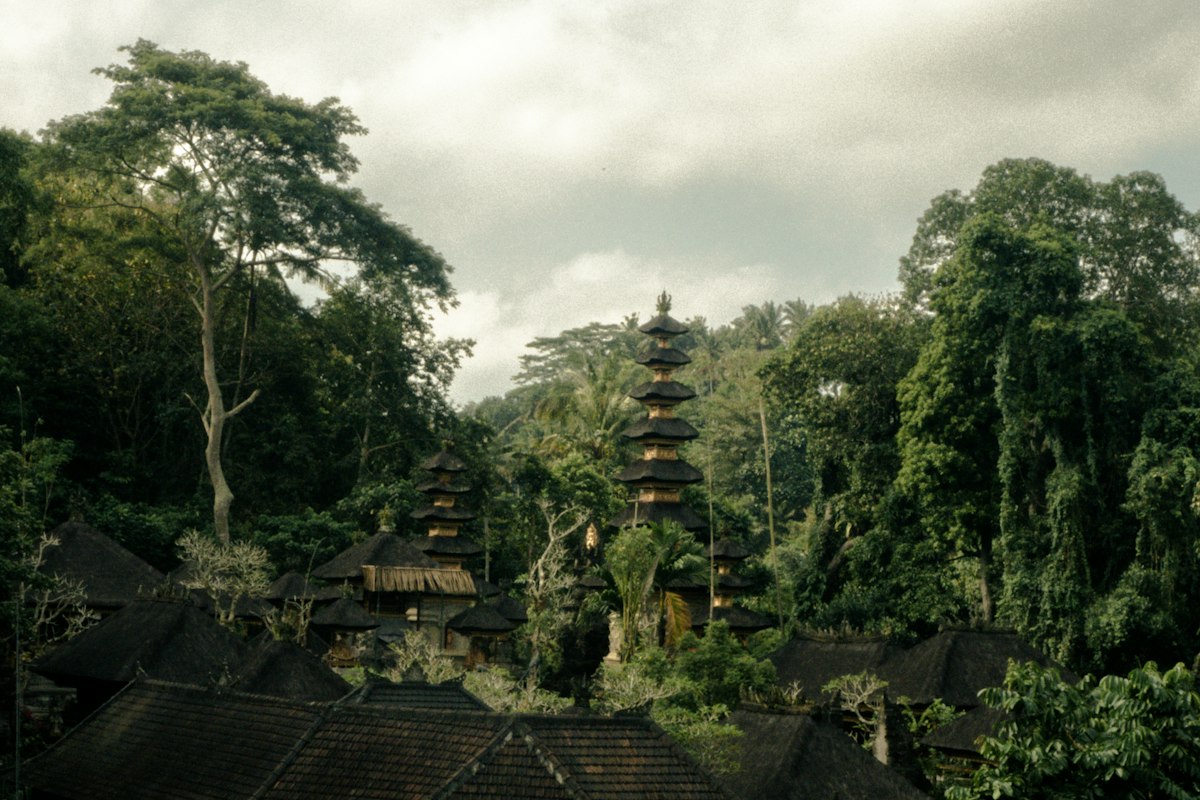 Rainforest lodges built among tall trees in the Bali jungle