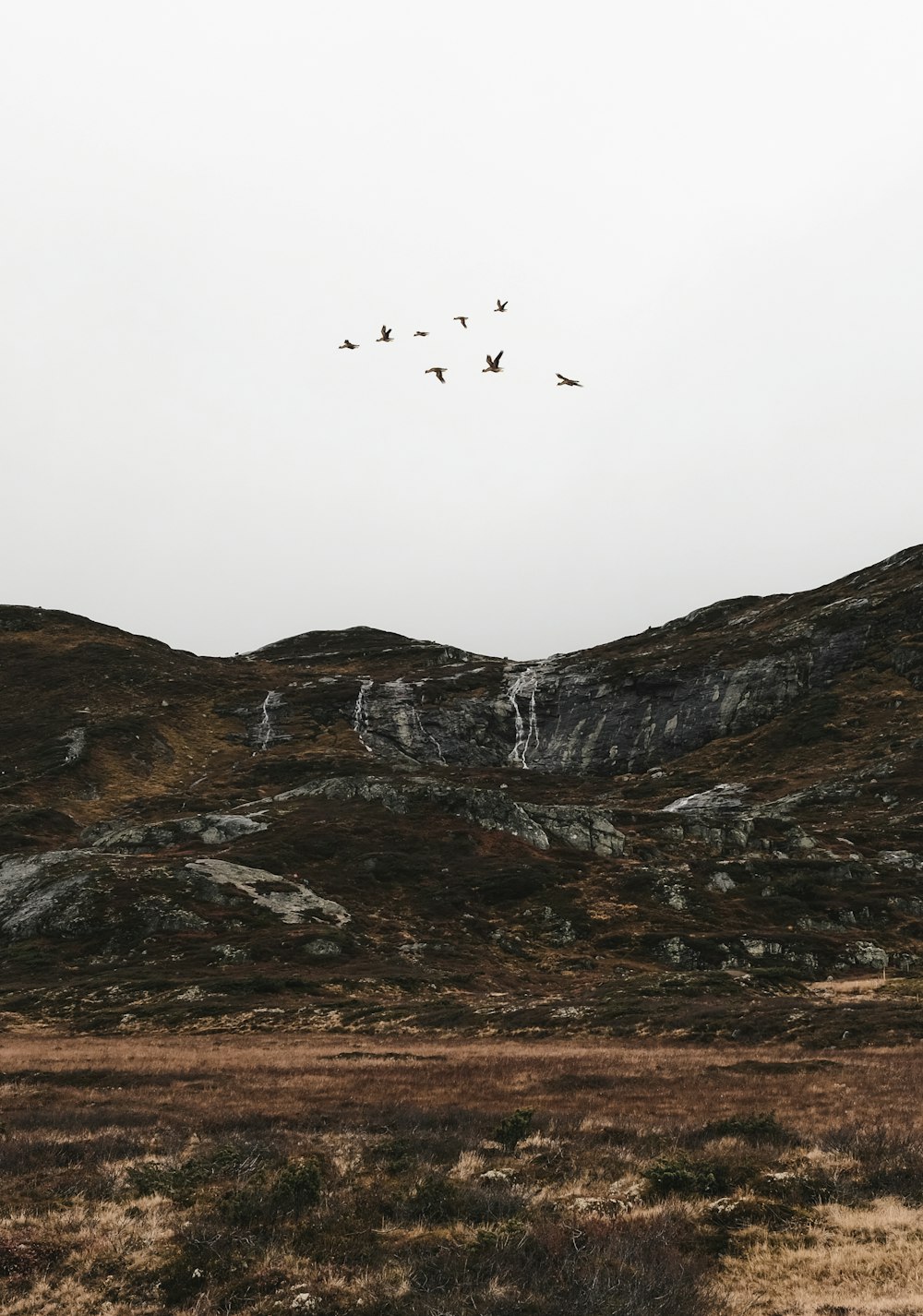 a flock of birds flying over a mountain
