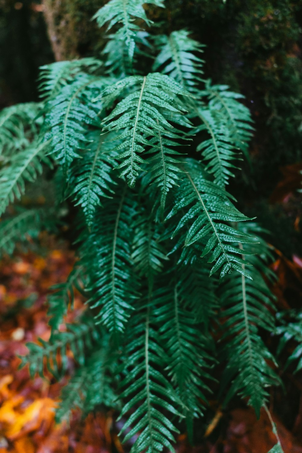 a close up of a green plant with leaves