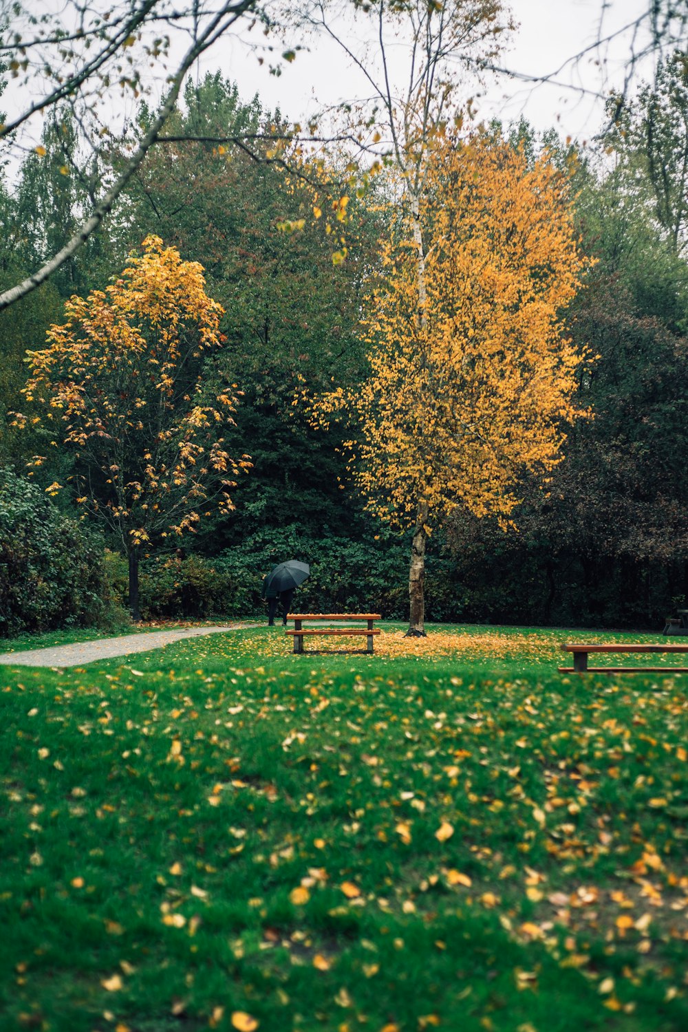 a park with benches and trees with yellow leaves