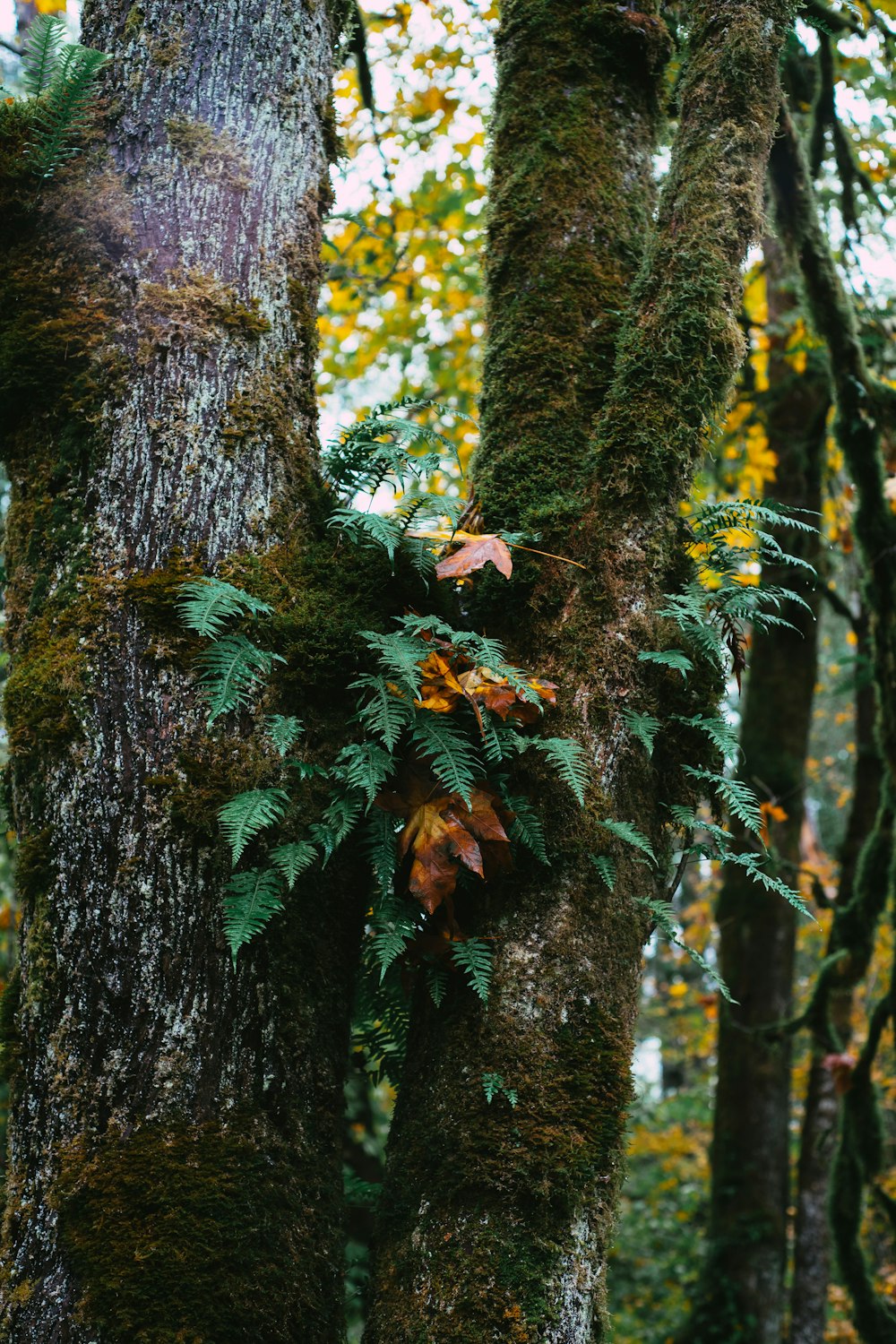a tree with moss growing on it in a forest