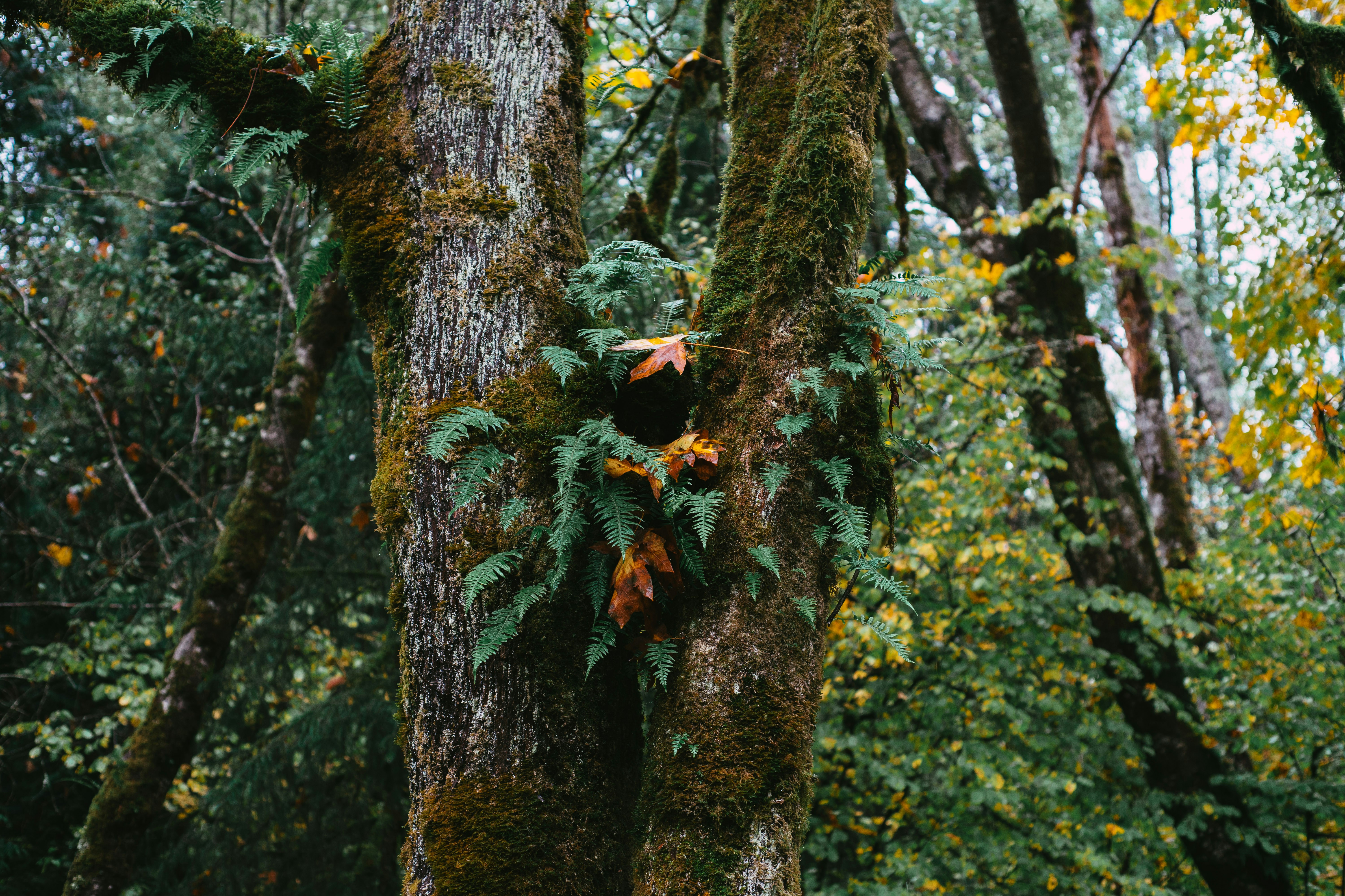 a moss covered tree in the middle of a forest
