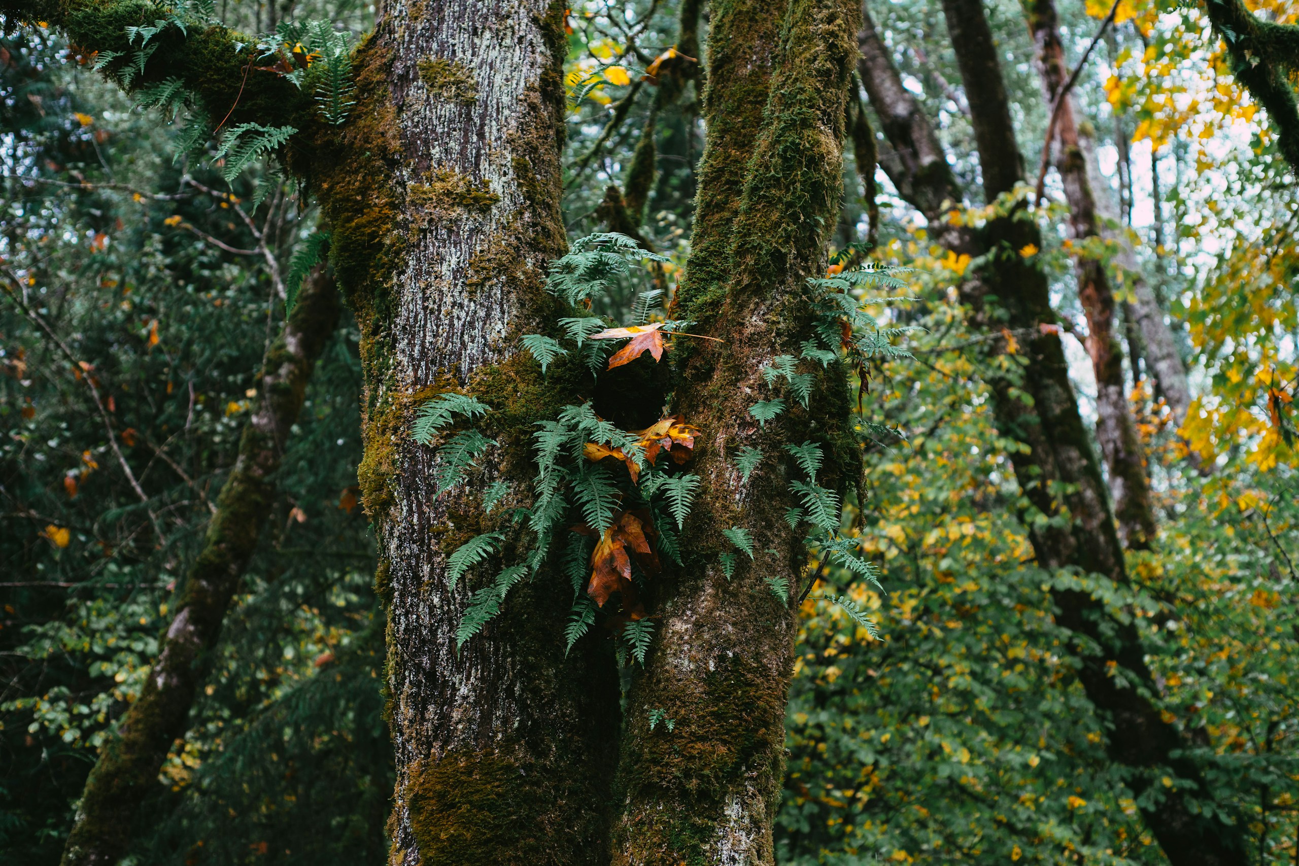 a moss covered tree in the middle of a forest