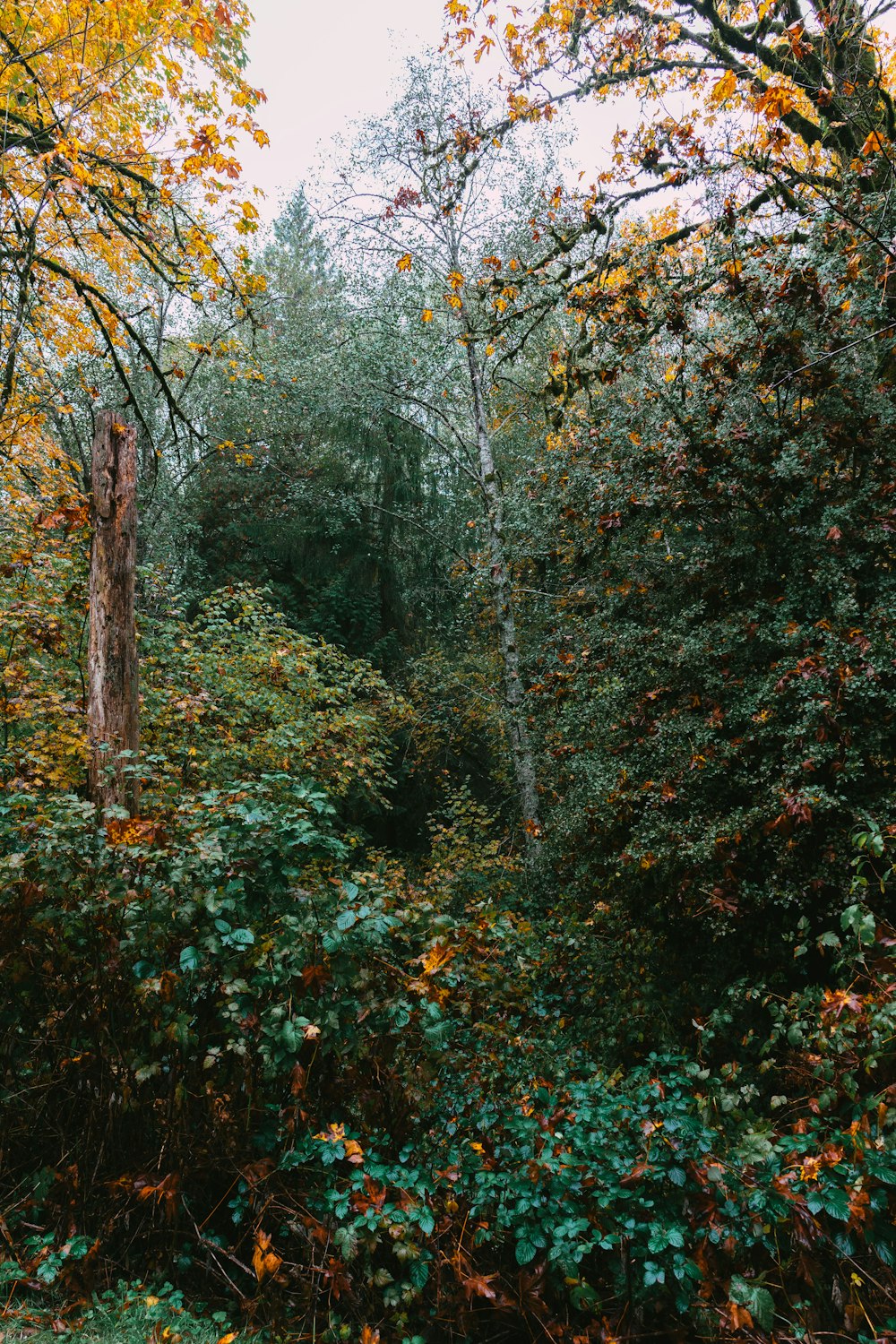 a forest filled with lots of trees and lots of leaves