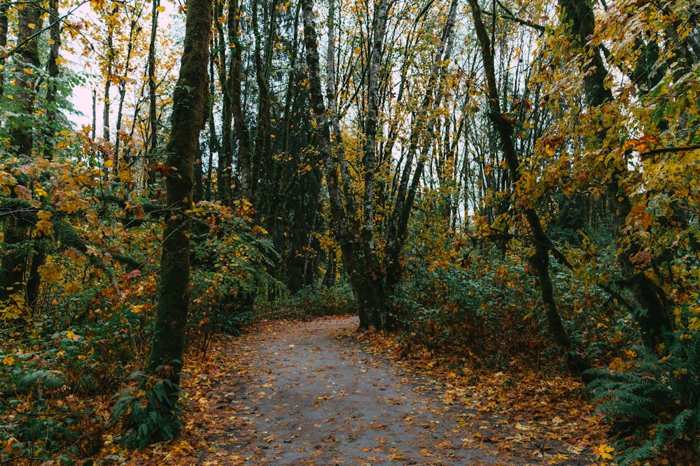 Un sentiero nel mezzo di una foresta con molti alberi